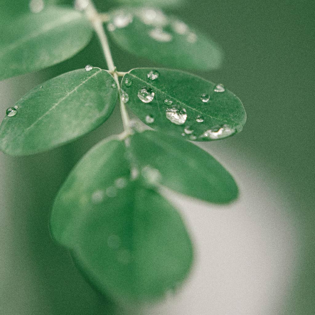 Moringa Leaves from the Miracles Moringa Tree