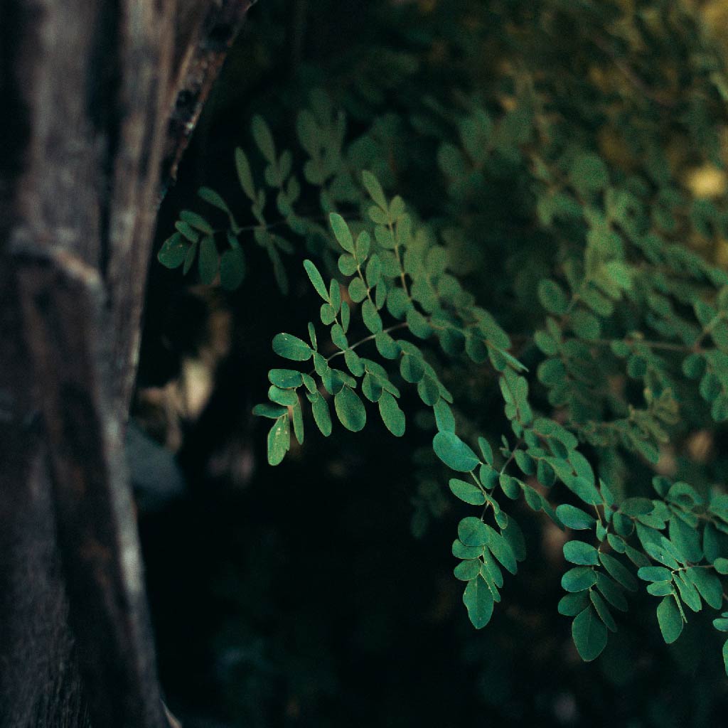 The Magical Moringa Tree: A Treasure in Ghana